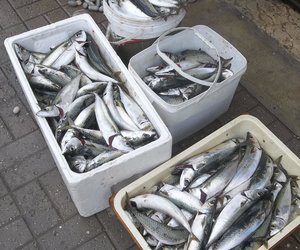 Koue water en vis is nie pelle nie